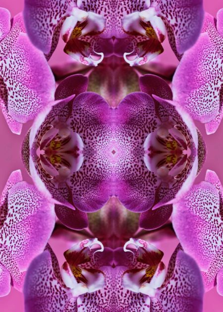 Sion orchids by mathilde karrer