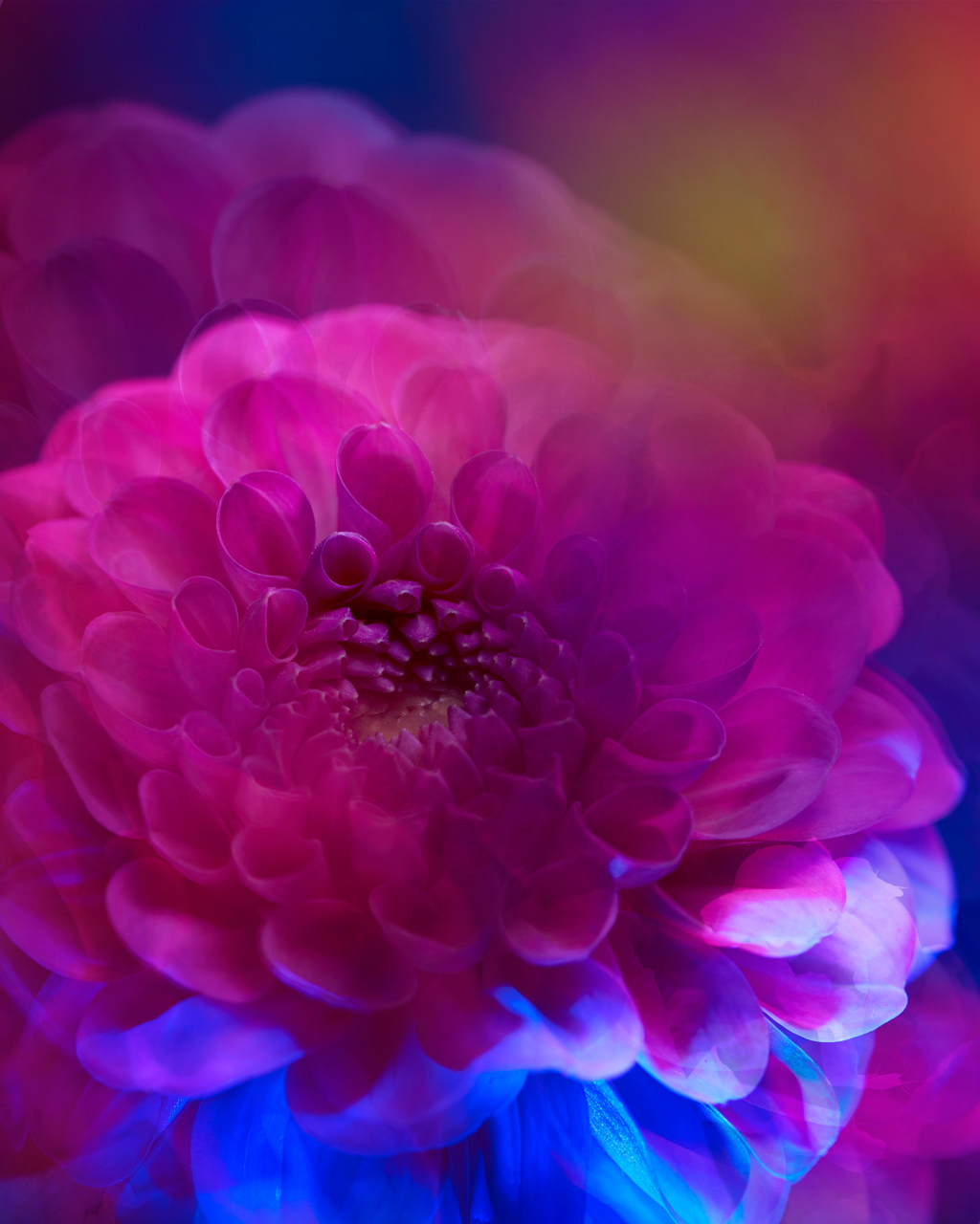 Neon Flowers – Zeynep Represents