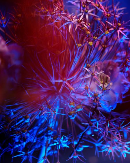 Neon flowers by mathilde karrèr